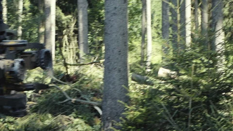 (50p) Tree harvester cutting a tree (action) Stock Footage 201100677
