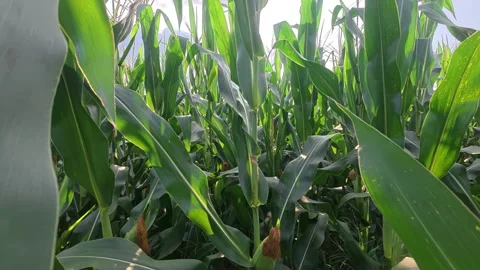 51  corn plants and corn cobs under sunny sky Stock Footage 345884417
