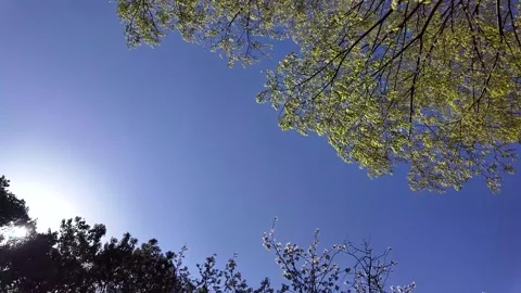 51 Seconds Spring Wind Flowing Through Japan Cinematic Nature Footage Stock Footage 336730819