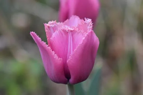 5100-pink tulip Stock Photos