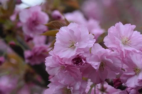 5103-tree blossoms Stock Photos
