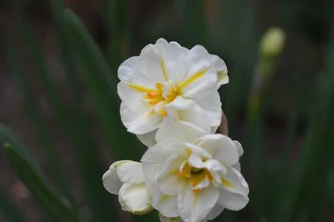 5107-spring flower Stockfoto's