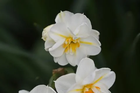 5114-spring flower Stock Photos