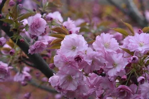 5139-tree blossoms Stock Photos
