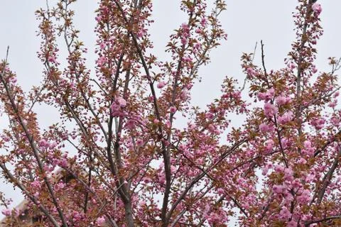 5142-tree blossoms Stock Photos