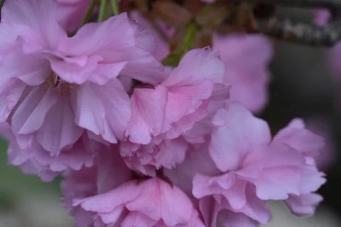 5143-tree blossoms Foto stock