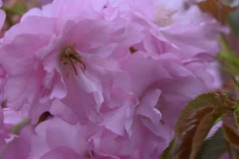 5144-tree blossoms Foto stock