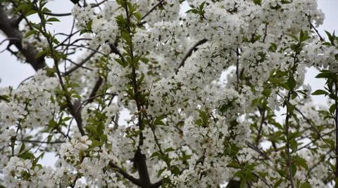 5149-tree blossoms Stock Photos