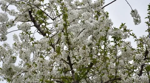 5150-tree blossoms Stock Photos