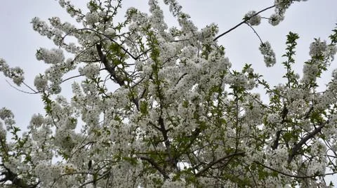 5151-tree blossoms Stock Photos