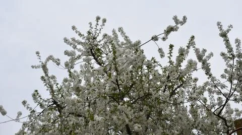 5152-tree blossoms Stock Photos