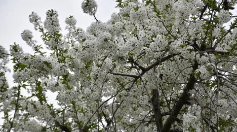 5153-tree blossoms Stock Photos