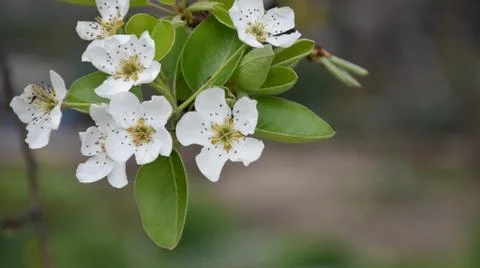5157-tree blossoms Stock Photos