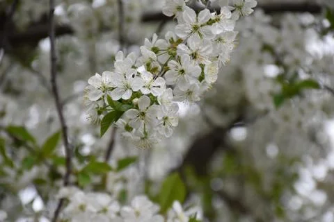 5161-tree blossoms Foto stock