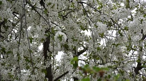 5167-tree blossoms Stock Photos