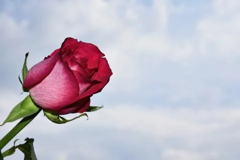 5190-nice rose Stock Photos