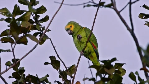 52 Blue-fronted Parrot (Amazona aestiva) eat in tree and leaves flying. Stock Footage 80924768