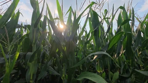 52 Low angle shot of dense green cornfield under blue sky with white clouds Stock Footage 345884257
