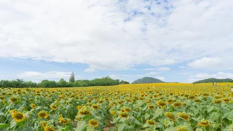 521 flower Stock Photos