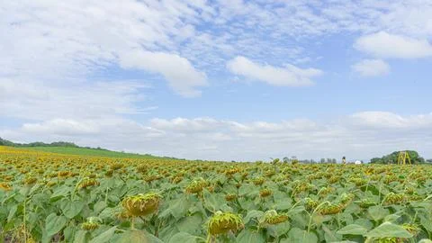 523 flower Stock Photos