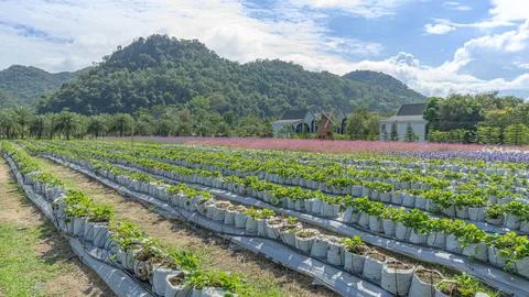 524 location Stock Photos