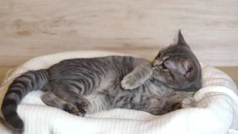 5246 Video stock 172137082