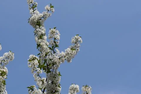5253-tree blossoms Foto stock