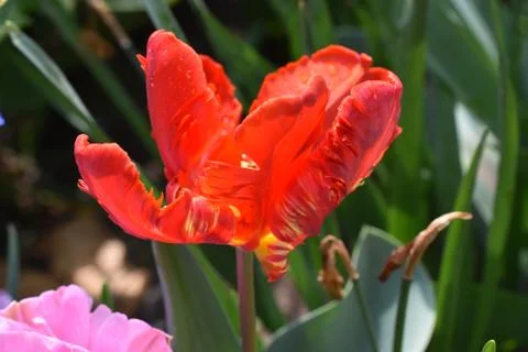 5258-red tulip Stock Photos