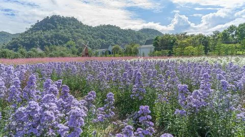 526 flower Stock Photos
