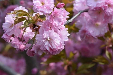 5261-tree blossoms Stock Photos