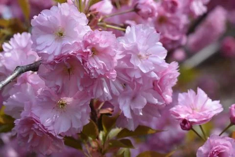 5262-tree blossoms Stock Photos