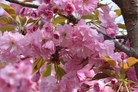 5267-tree blossoms Stock Photos