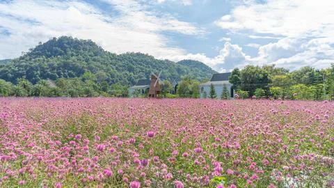 527 flower Stock Photos