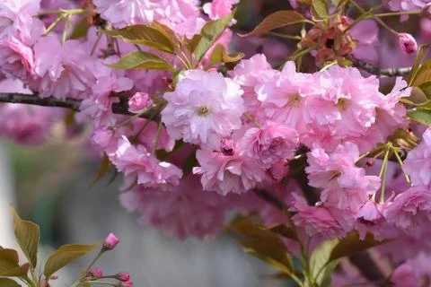 5273-tree blossoms Stockfoto's