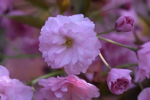 5275-tree blossoms Stock Photos