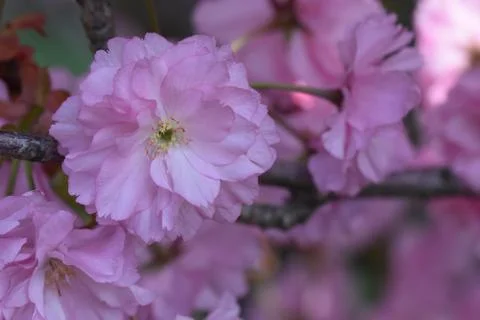 5277-tree blossoms Stock Photos
