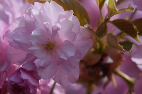 5278-tree blossoms Stock Photos