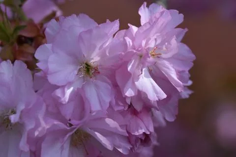 5279.tree blossoms Stock Photos