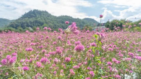 528 flower Stock Photos