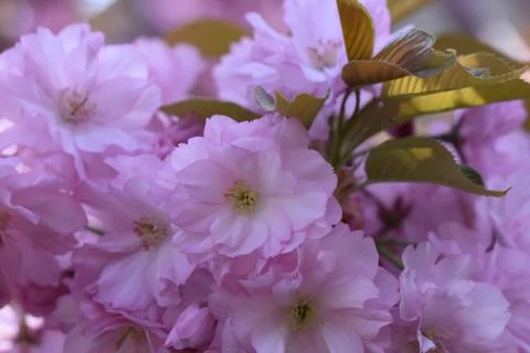 5283-tree blossoms Stock Photos