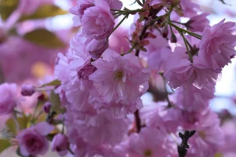 5284-tree blossoms Foto stock