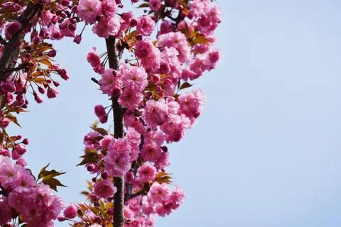 5287.tree blossoms Foto stock