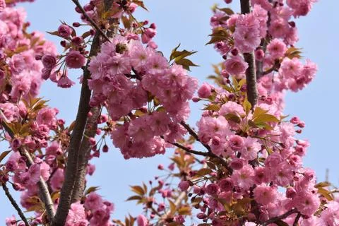 5288-tree blossoms Stock Photos