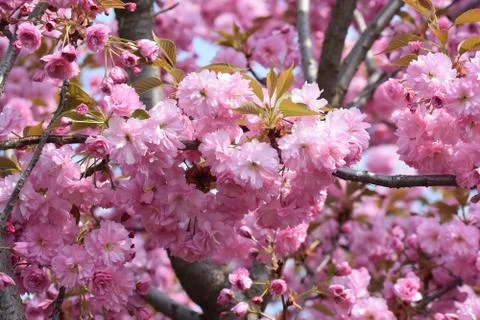 5289-tree blossoms Stock Photos