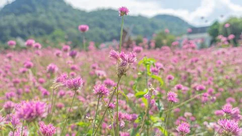 529 flower Stock Photos