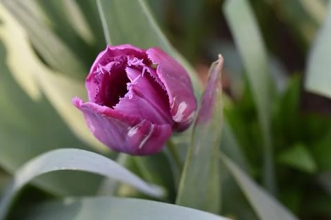 5299-nice tulip Stock Photos