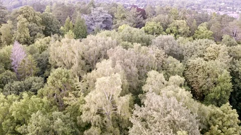 52Trees Mavic 8 Stock-Footage 192456426
