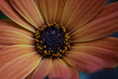 5314-spring flower Stock Photos