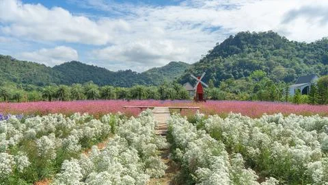 534 flower Stock Photos