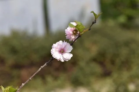 5340-tree blossoms Stock Photos